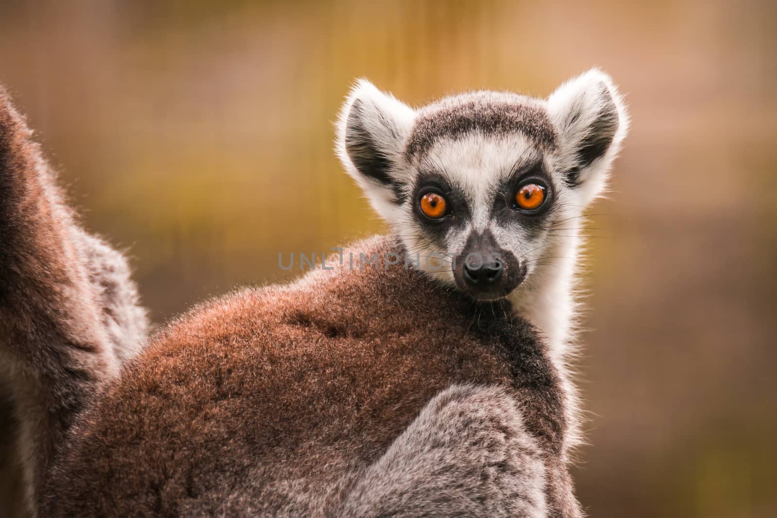 Close up of a ring-tailed lemur