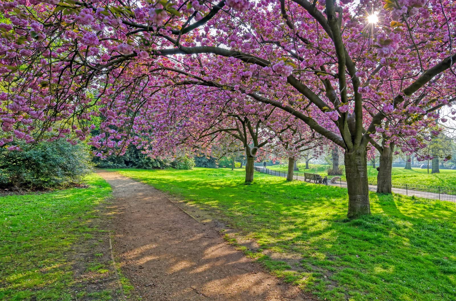 Spring in Hyde Park located in Central London, UK.