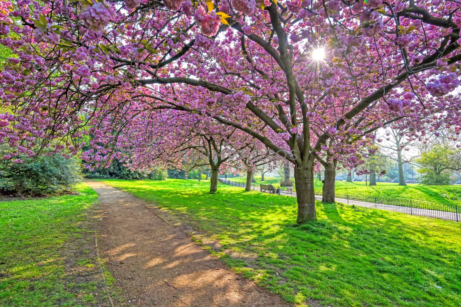 Spring in Hyde Park, London, UK by jbyard22