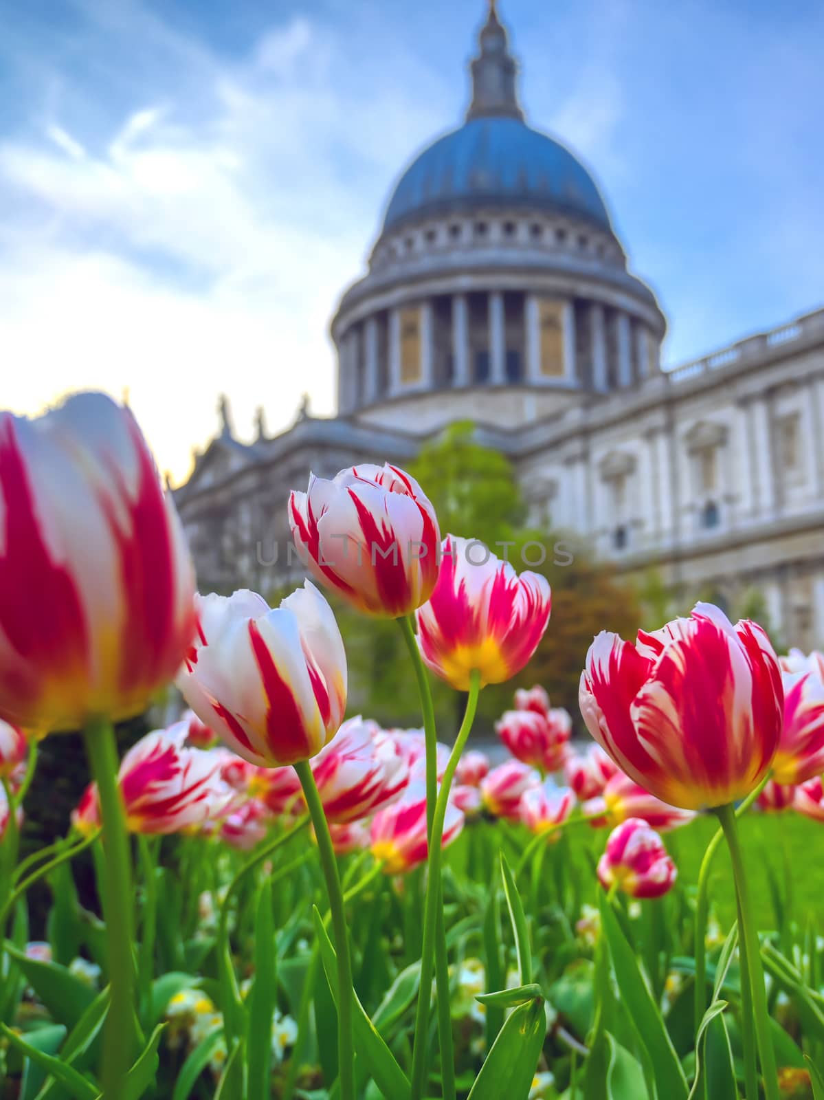 St. Paul's Cathedral in Central London, England, UK surrounded by tulips.