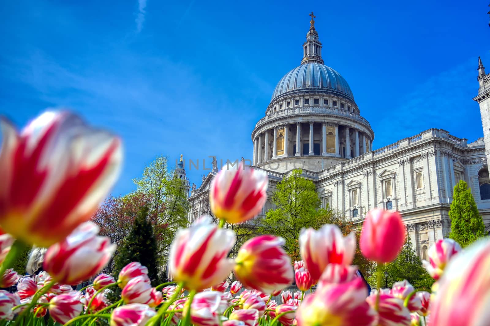 St. Paul's Cathedral in Central London, England, UK surrounded by tulips.