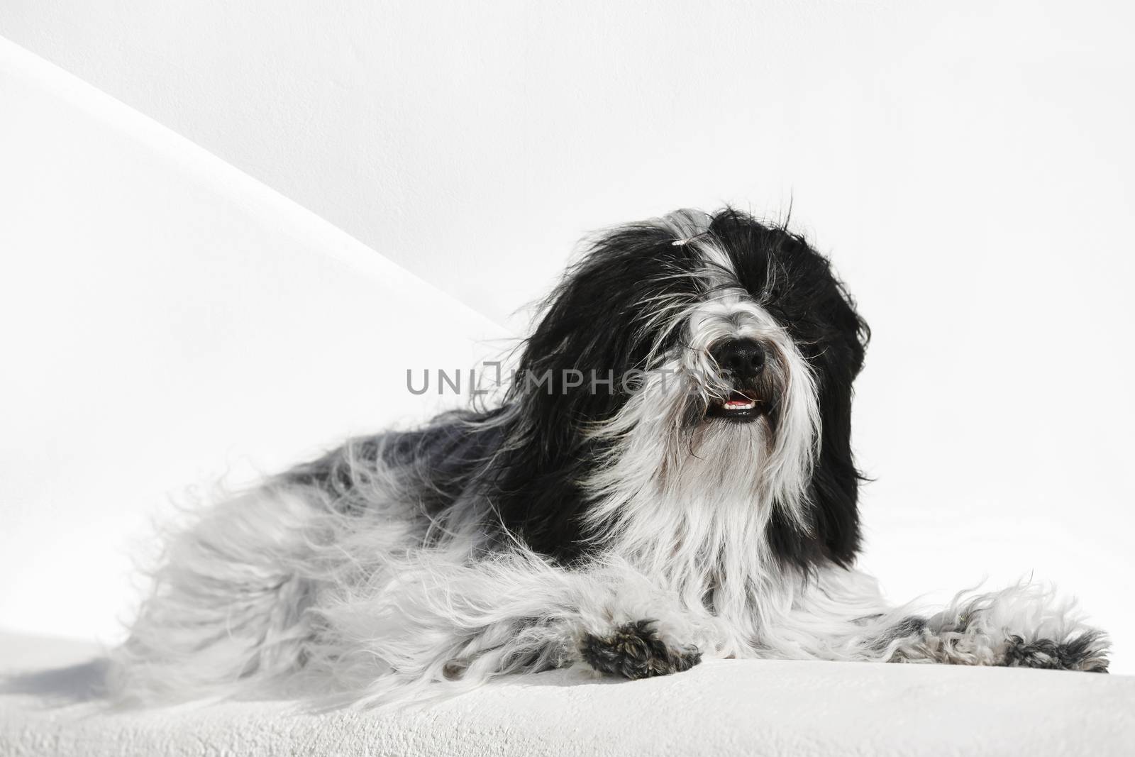 Tibetan terrier dog lying on whitewashed stone wall in Oia town, Santorini, Greece, selective focus by Slast20