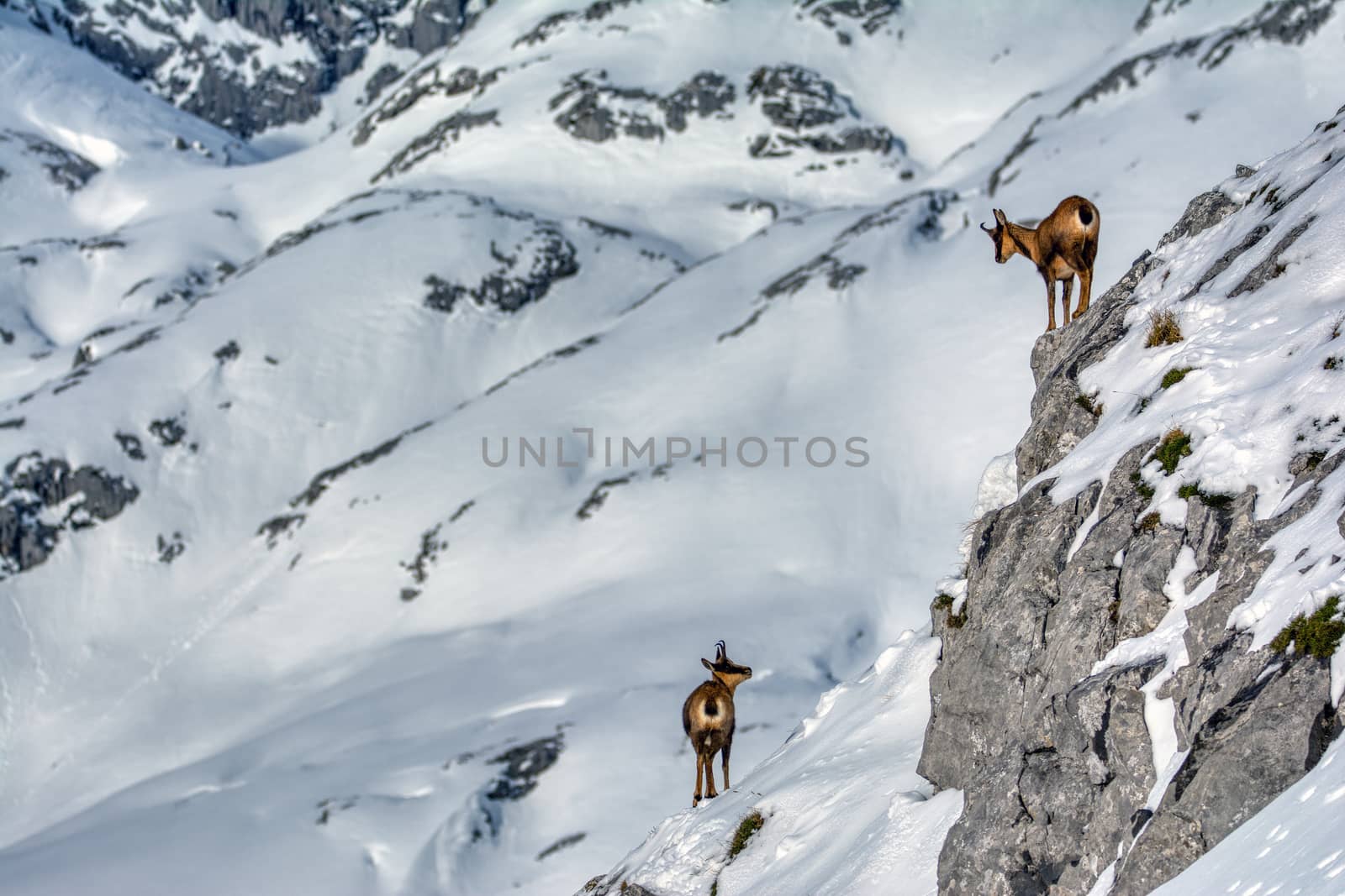 Chamois in the snow on the peaks of the National Park Picos de Europa in Spain. by CreativePhotoSpain