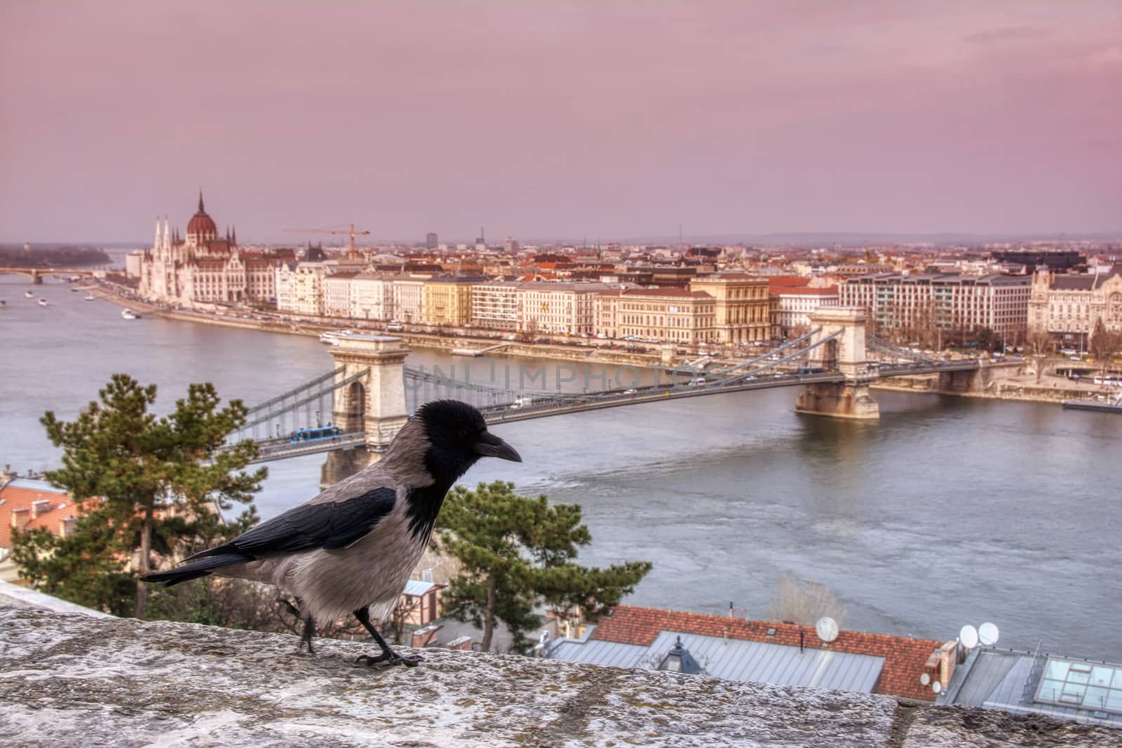 View Chain bridge over Danube river, Budapest city, Hungary. Hooded crow on the wall