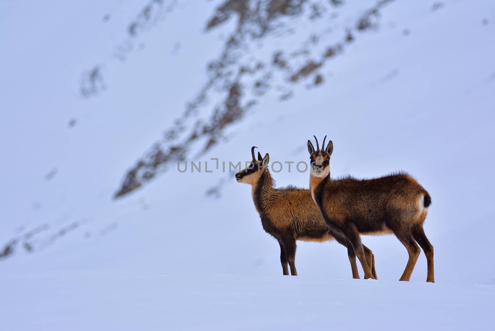 Chamois in the snow on the peaks of the National Park Picos de Europa in Spain. Rebeco,Rupicapra rupicapra.