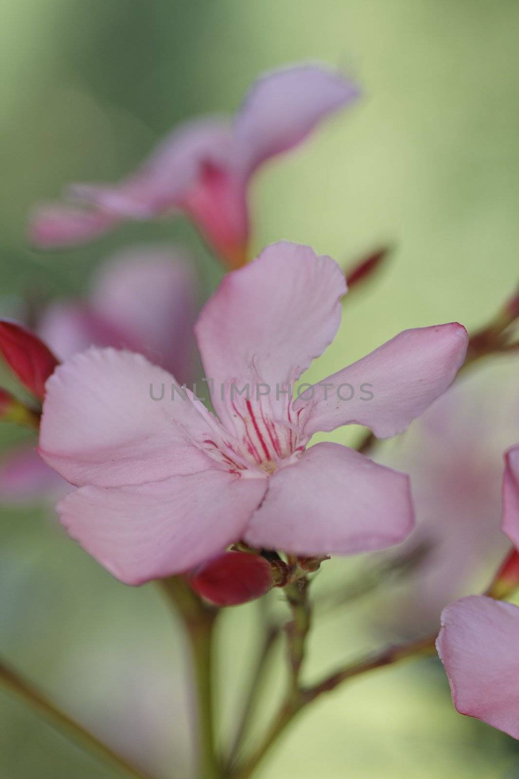 Oleander by Bullysoft