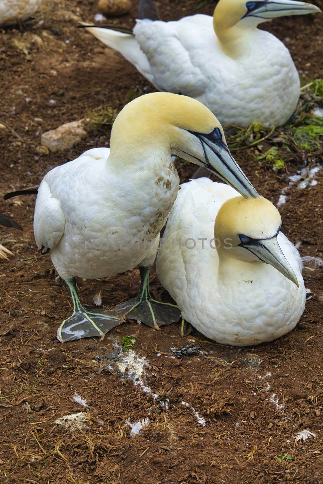 couple morus bassanus on nest - nothern gannet in wild - non captive