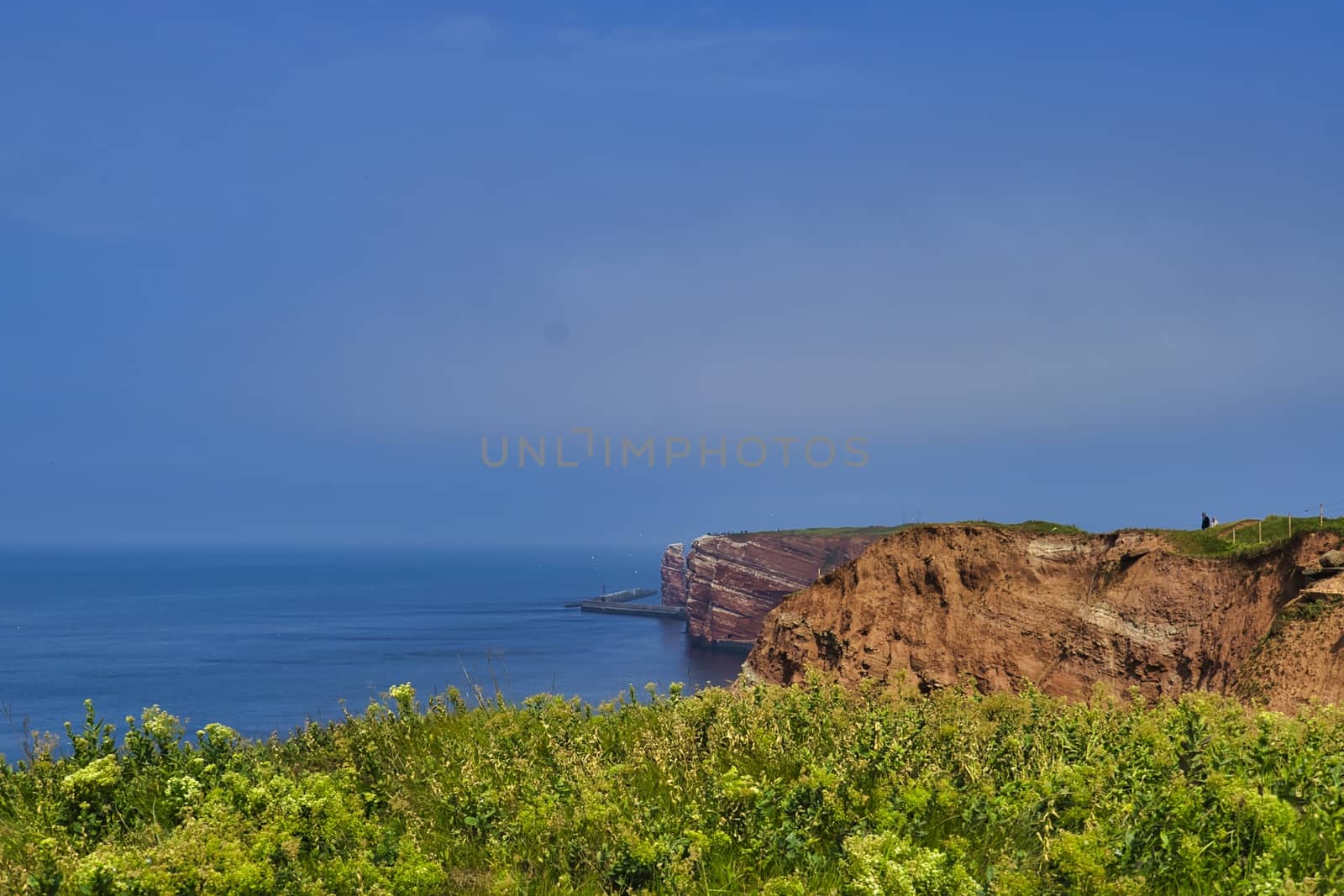 The Coastline of Heligoland - blue sky and blue north sea - green flower in front