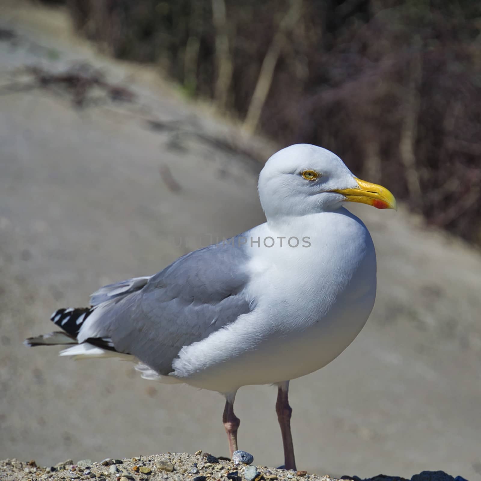 european herring gull on heligoland by Bullysoft