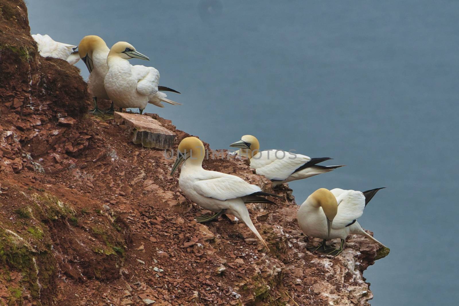 colony of northern garnet on the red Rock - Heligoland island