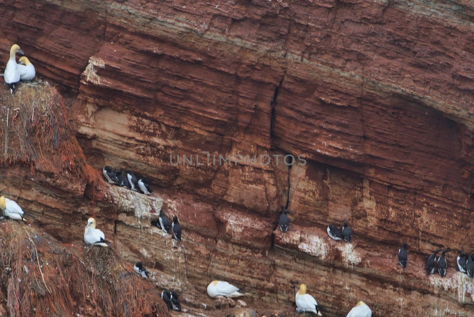 common murre on Heligoland by Bullysoft