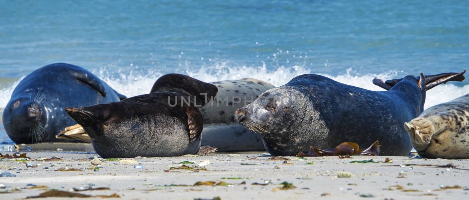 Wijd Grey seal on the north beach of Heligoland - island Dune i- Northsea - Germany