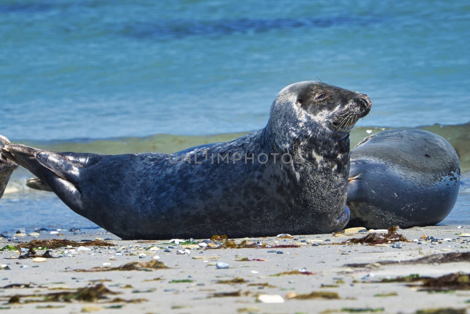 Wijd Grey seal on the north beach of Heligoland - island Dune i- Northsea - Germany