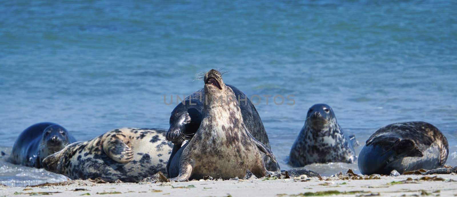 Grey seal on the beach of Heligoland - island Dune by Bullysoft