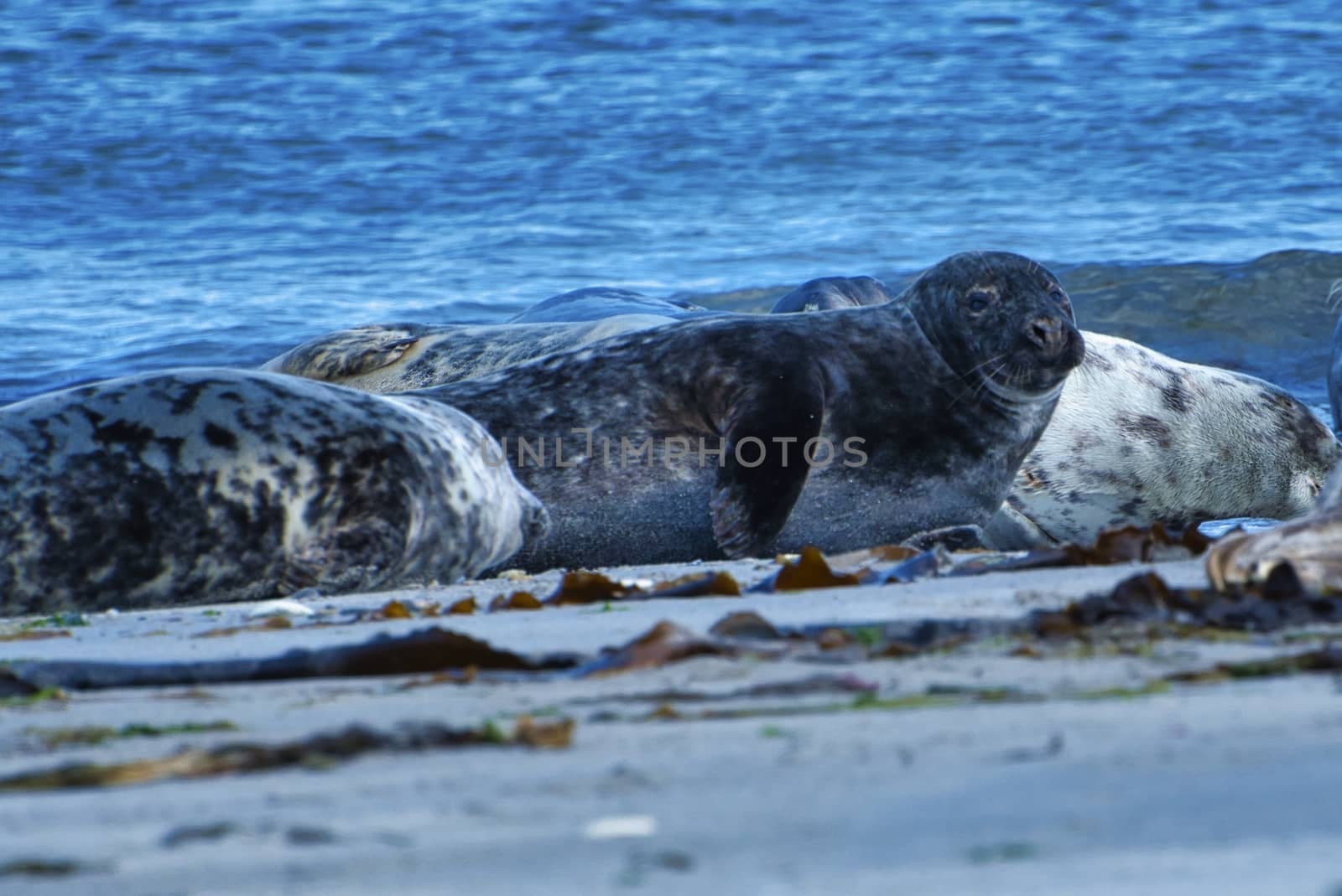 Grey seal on the beach of Heligoland - island Dune by Bullysoft