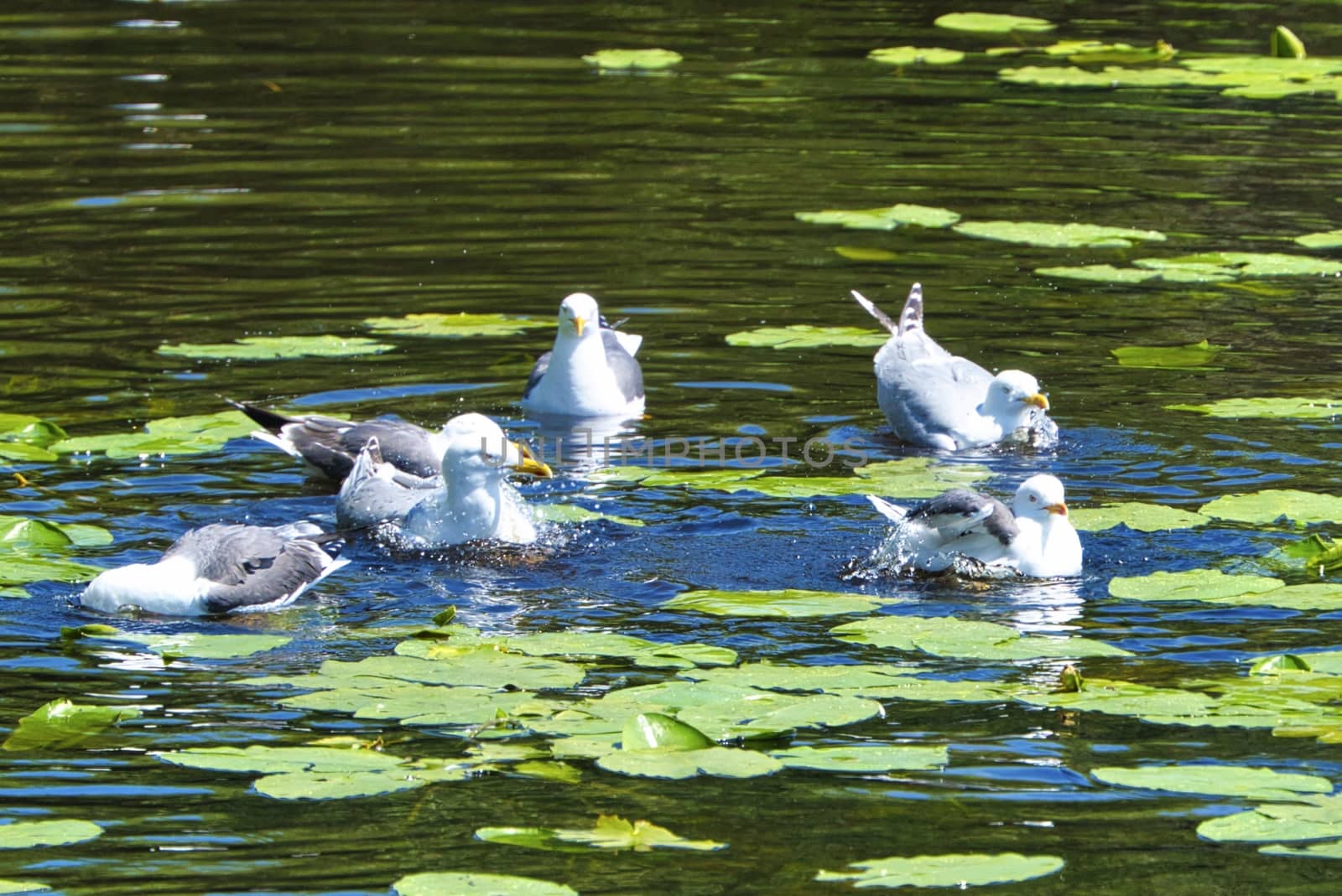 Group ofeuropean herring gull on heligoland - island Dune - cleaning feather in sweet water pond - Larus argentatus