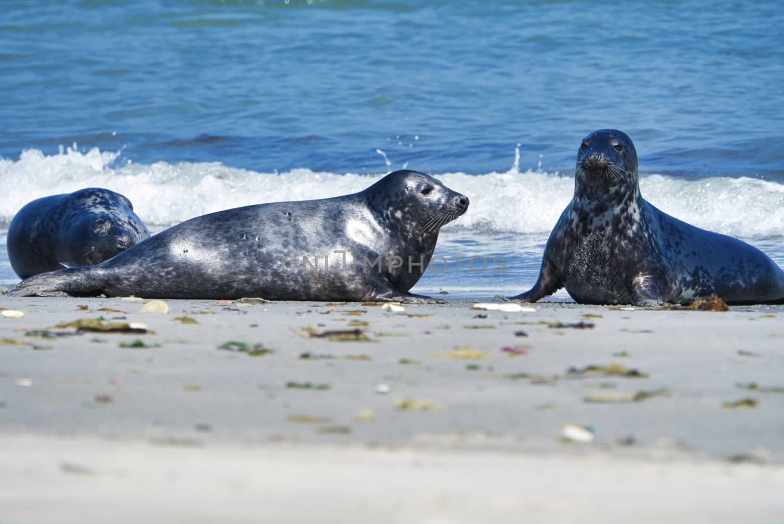 Grey seal on the beach of Heligoland - island Dune by Bullysoft