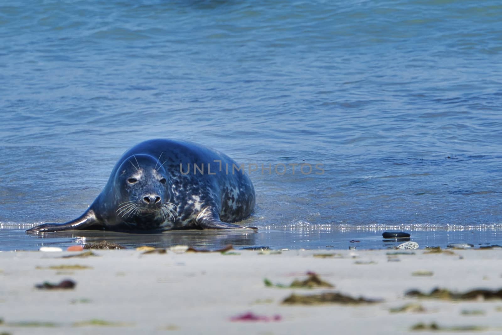 Grey seal on the beach of Heligoland - island Dune by Bullysoft