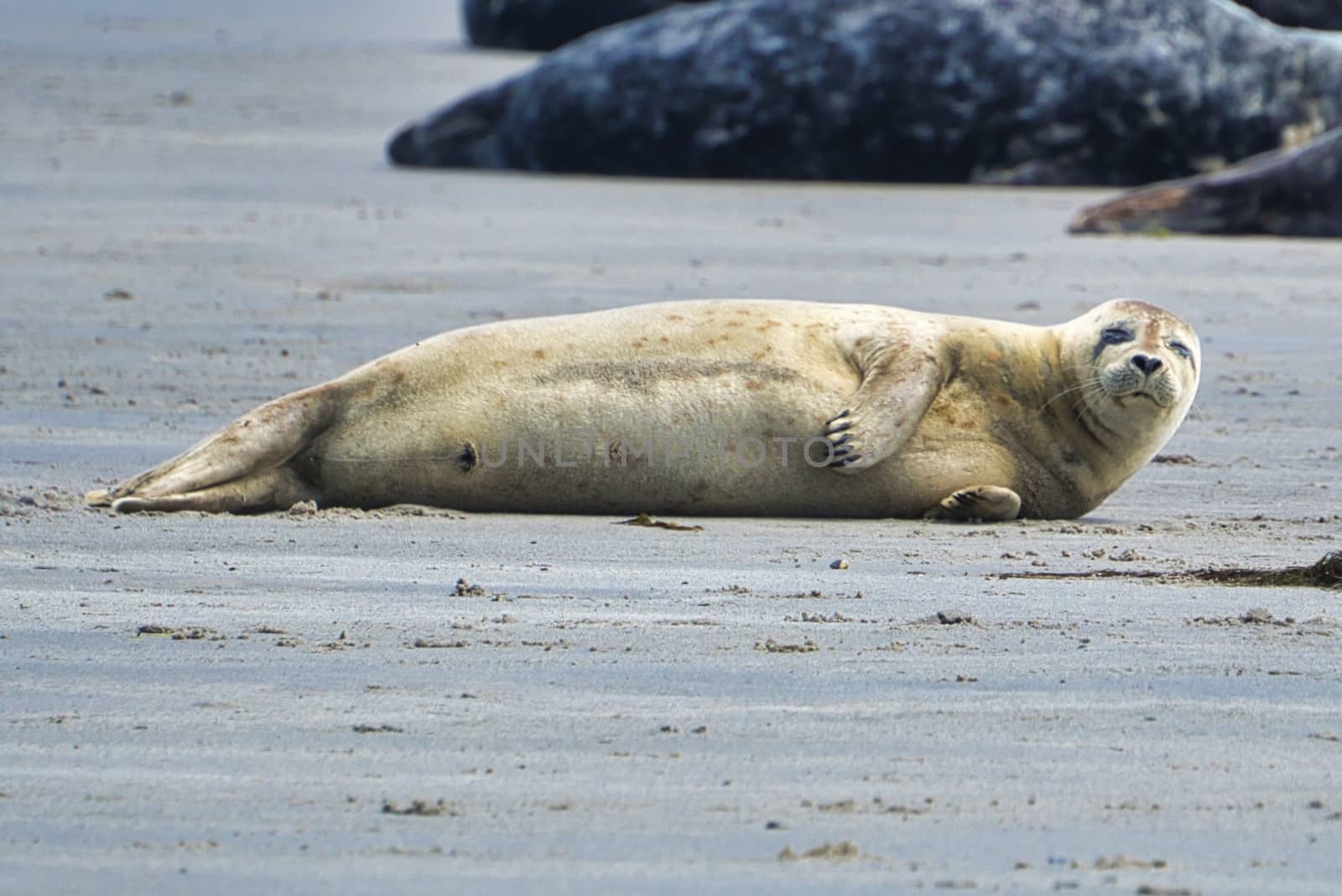 Grey seal on Heligoland by Bullysoft