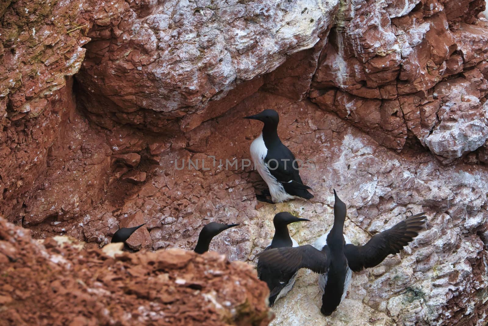 common murre on Heligoland by Bullysoft