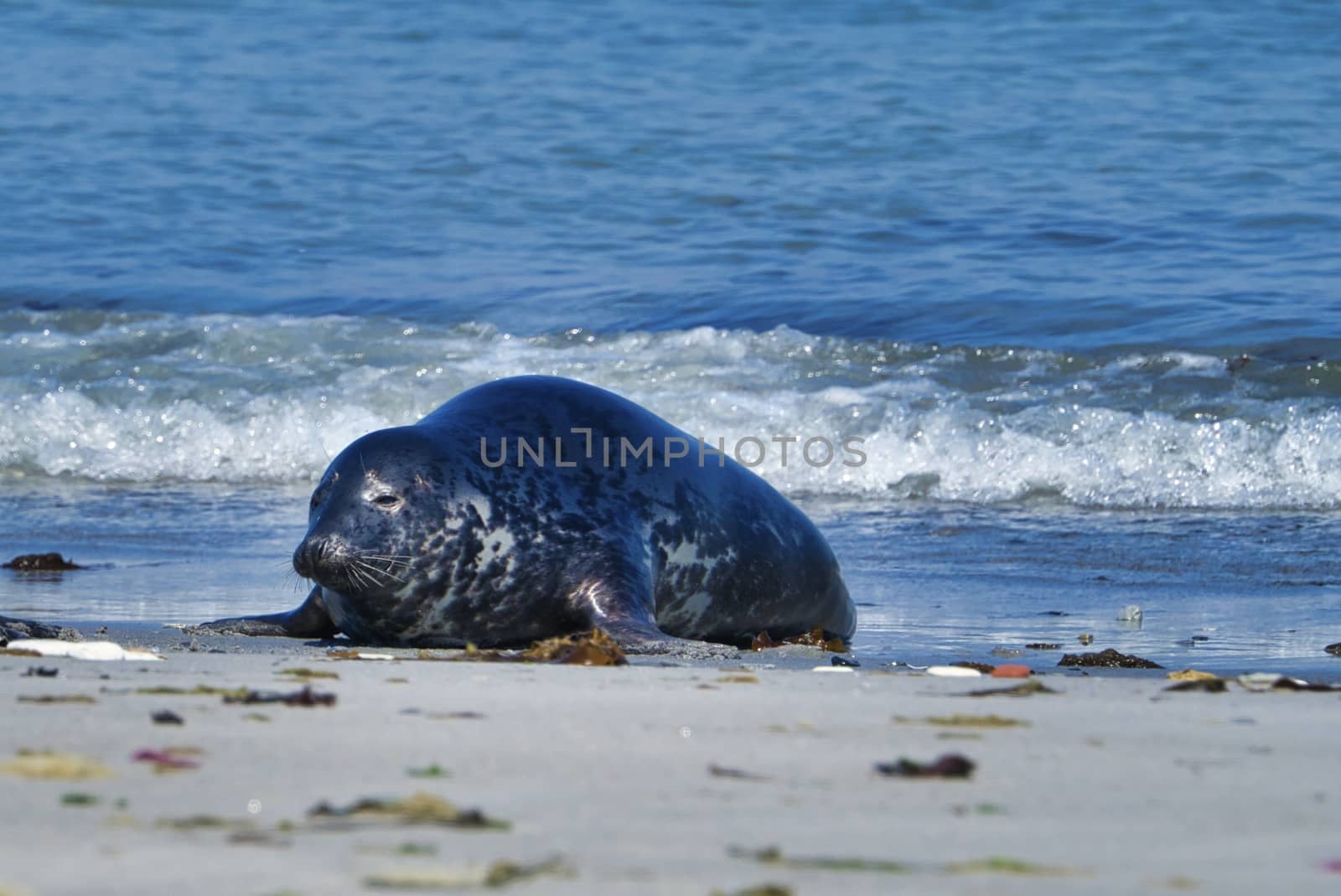 Grey seal on the beach of Heligoland - island Dune by Bullysoft