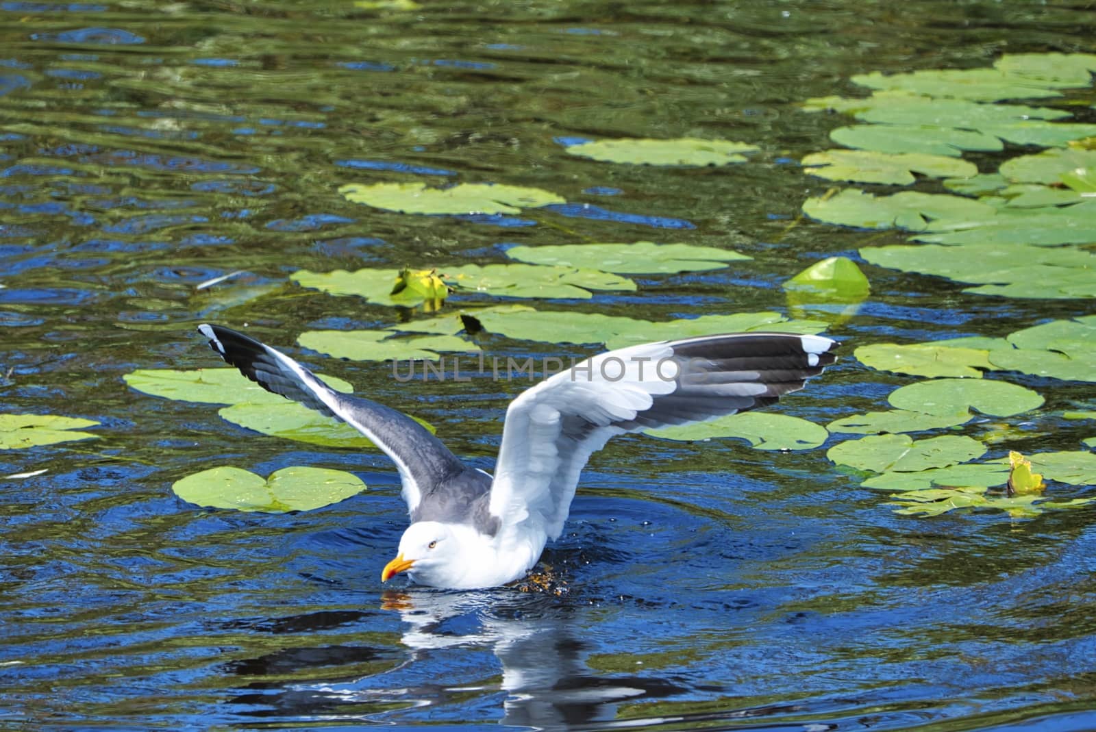 european herring gull on heligoland by Bullysoft