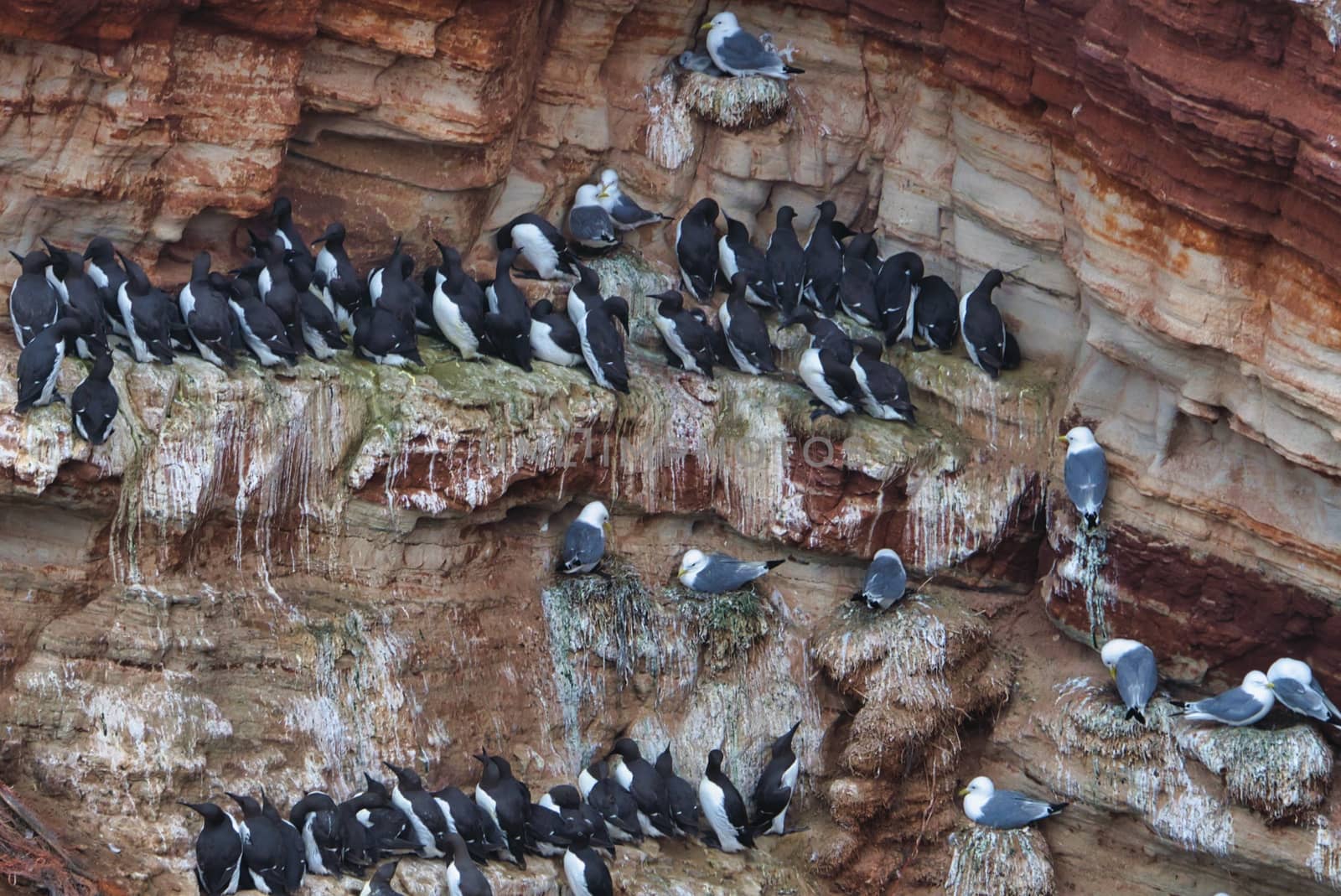 common murre colony - common guillemot on the red Rock in the northsea - Heligoland - Germany -Uria aalge