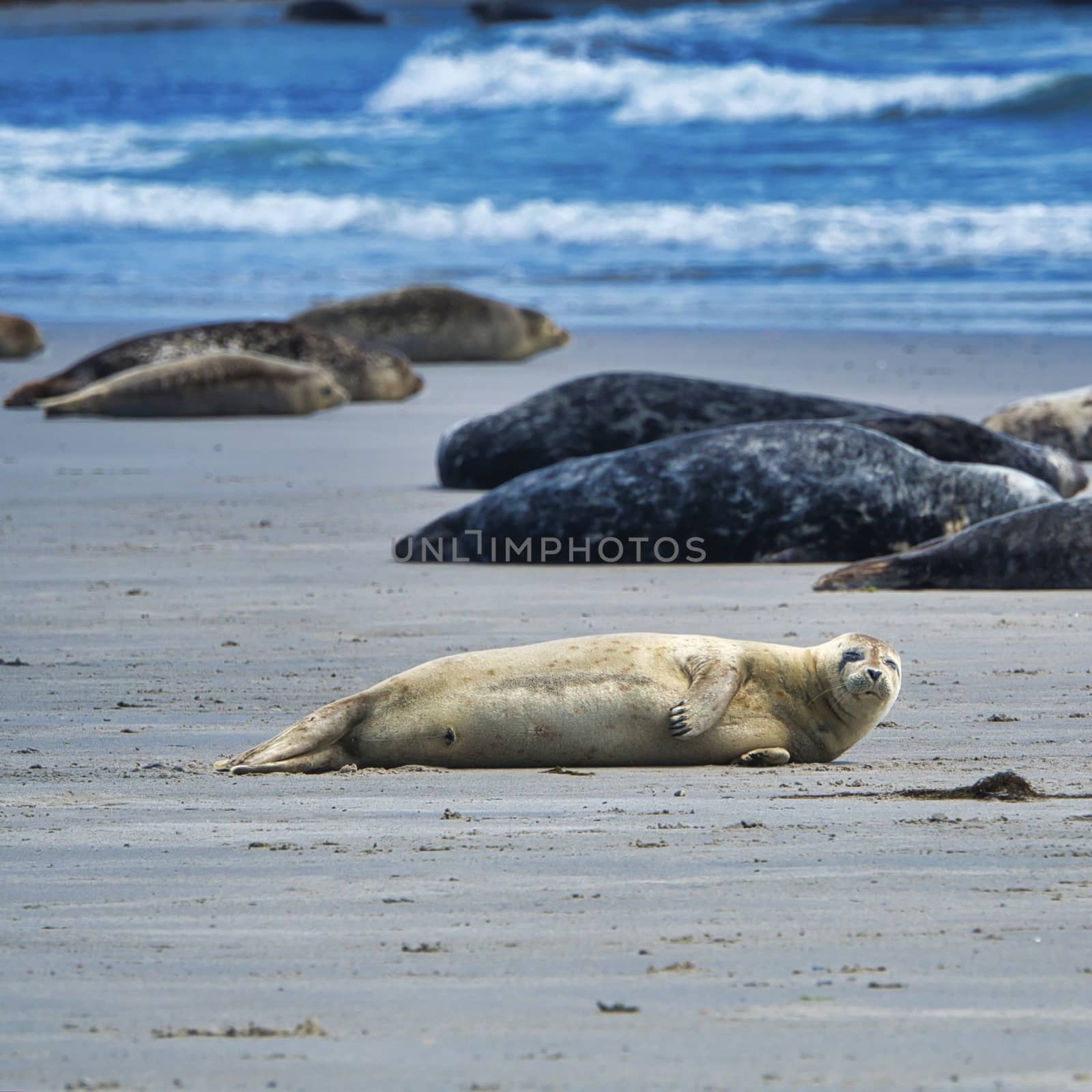 Grey seal on South beach ofHeligoland - island Dune - germany