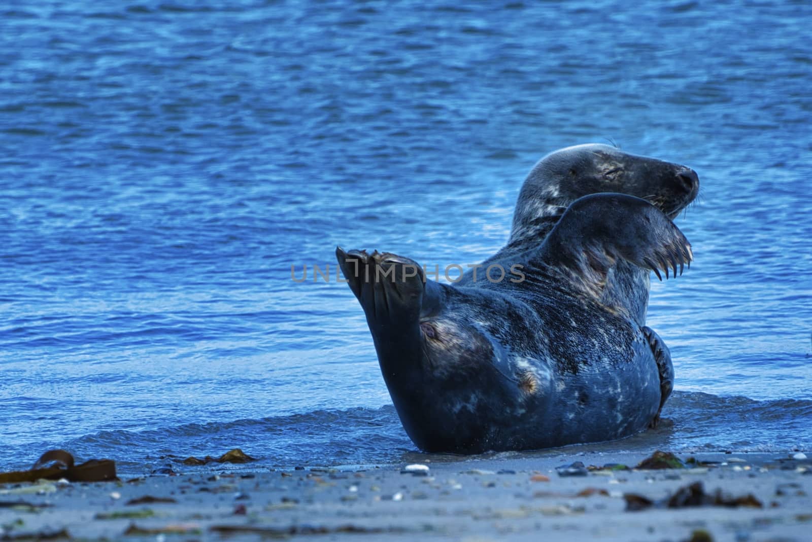 Grey seal on the beach of Heligoland - island Dune by Bullysoft