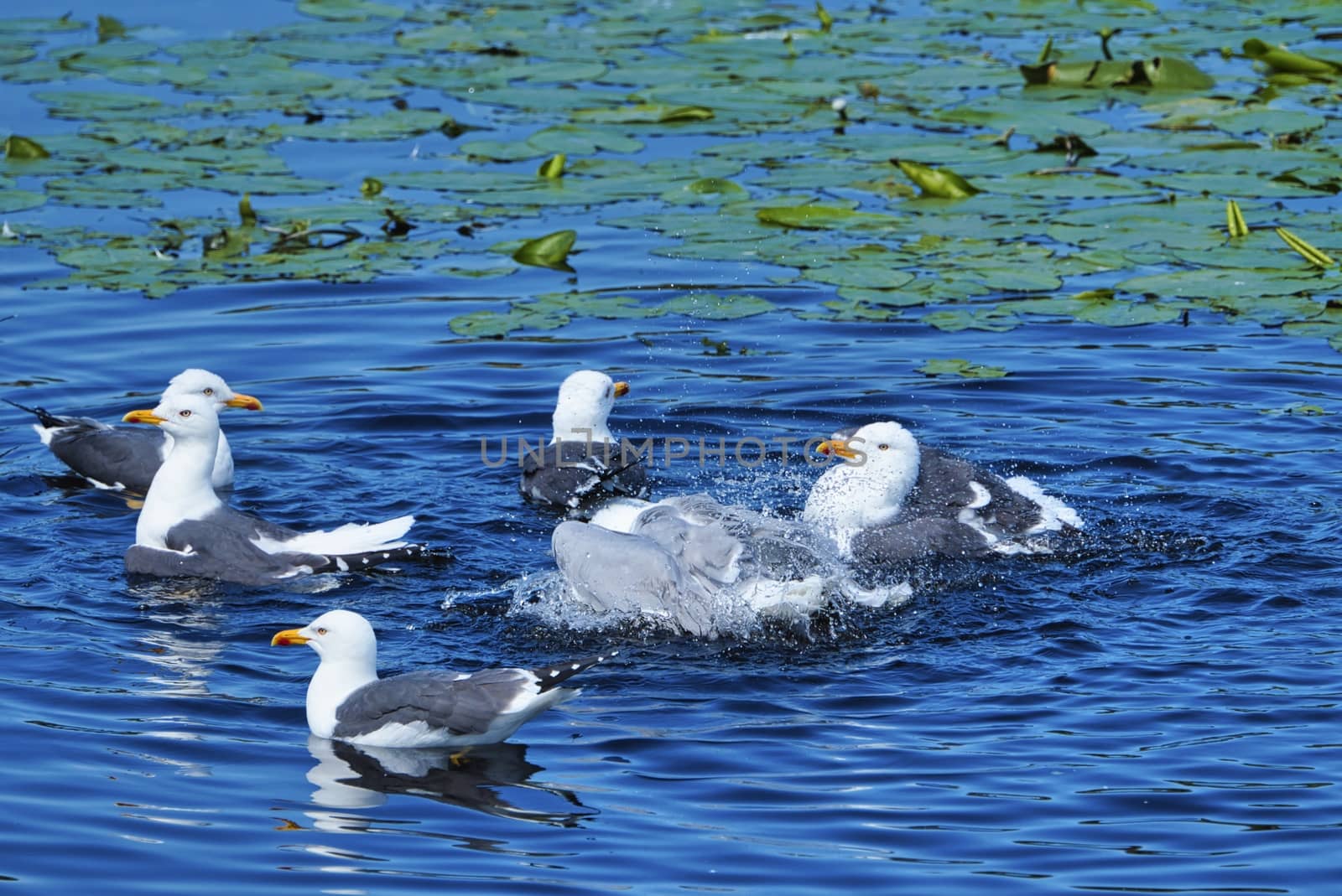 european herring gull on heligoland by Bullysoft