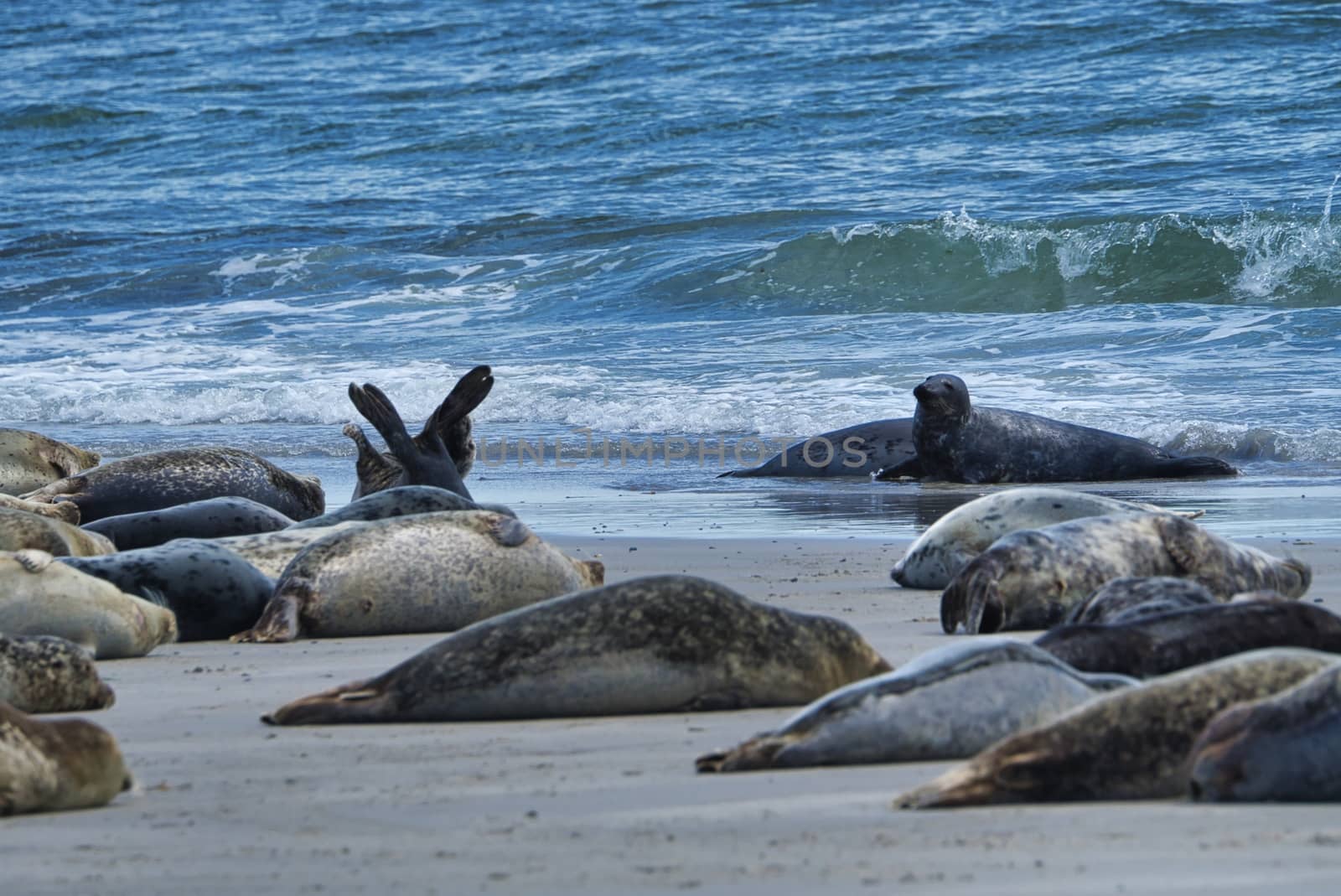 Grey seal on the beach of Heligoland - island Dune by Bullysoft