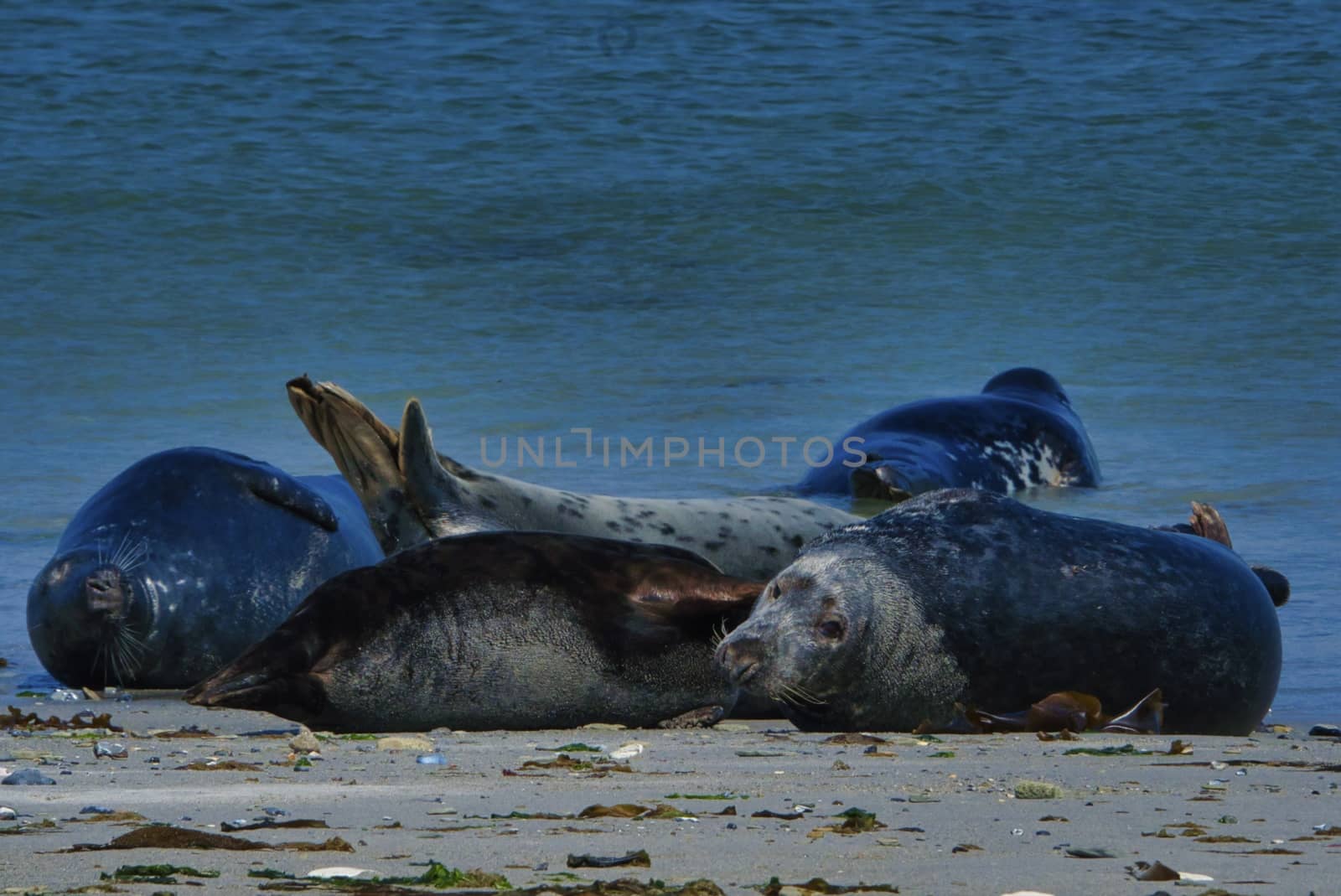 Grey seal on the beach of Heligoland - island Dune by Bullysoft