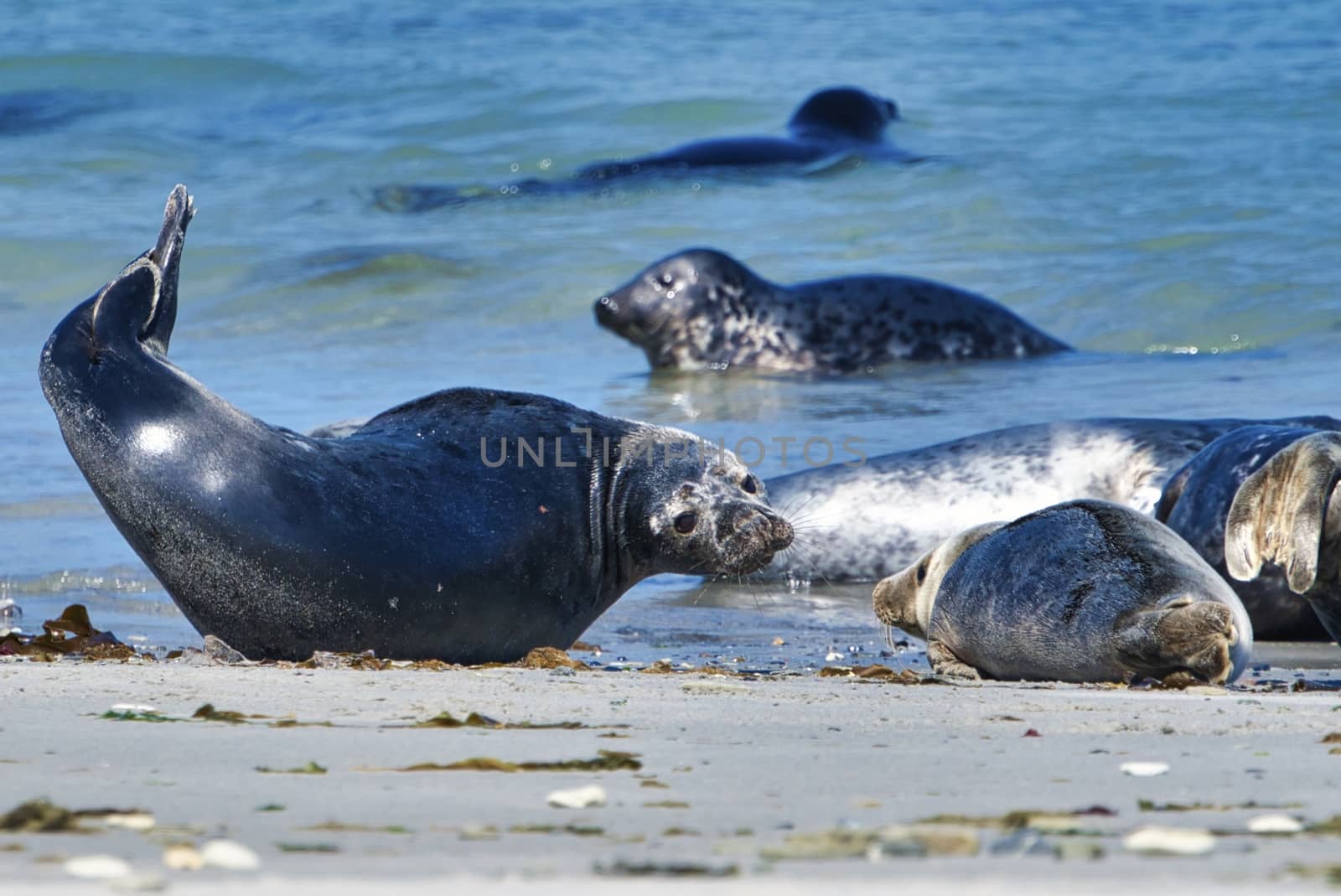 Wijd Grey seal on the north beach of Heligoland - island Dune i- Northsea - Germany