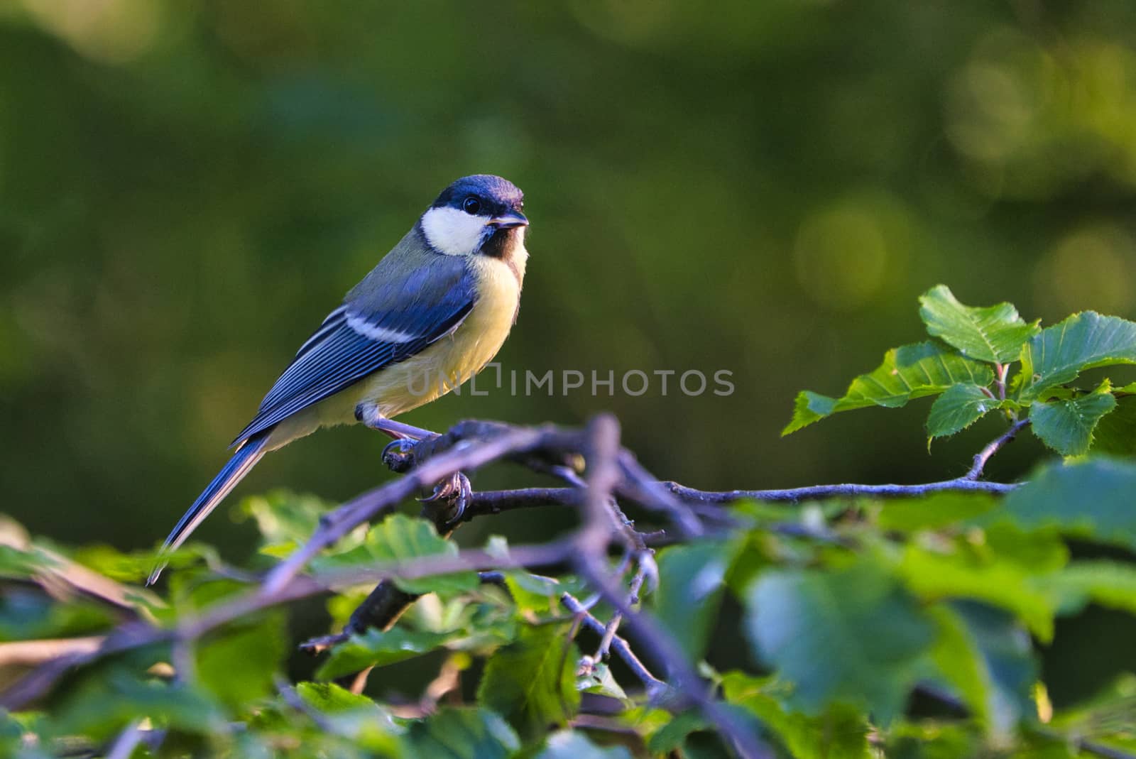 Great Tilt on tree by Bullysoft