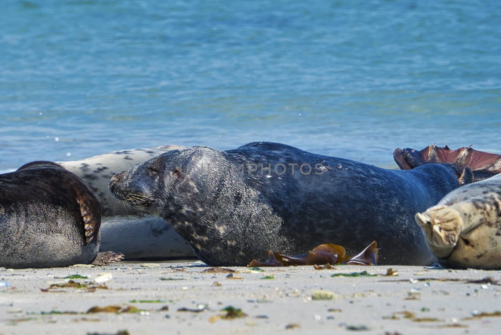 Grey seal on the beach of Heligoland - island Dune by Bullysoft