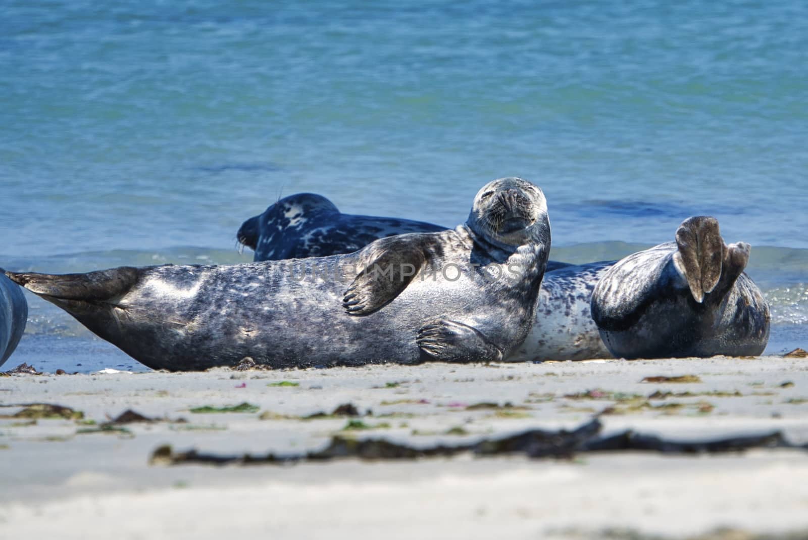 Grey seal on the beach of Heligoland - island Dune by Bullysoft