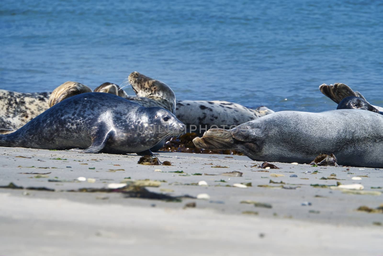 Grey seal on the beach of Heligoland - island Dune by Bullysoft