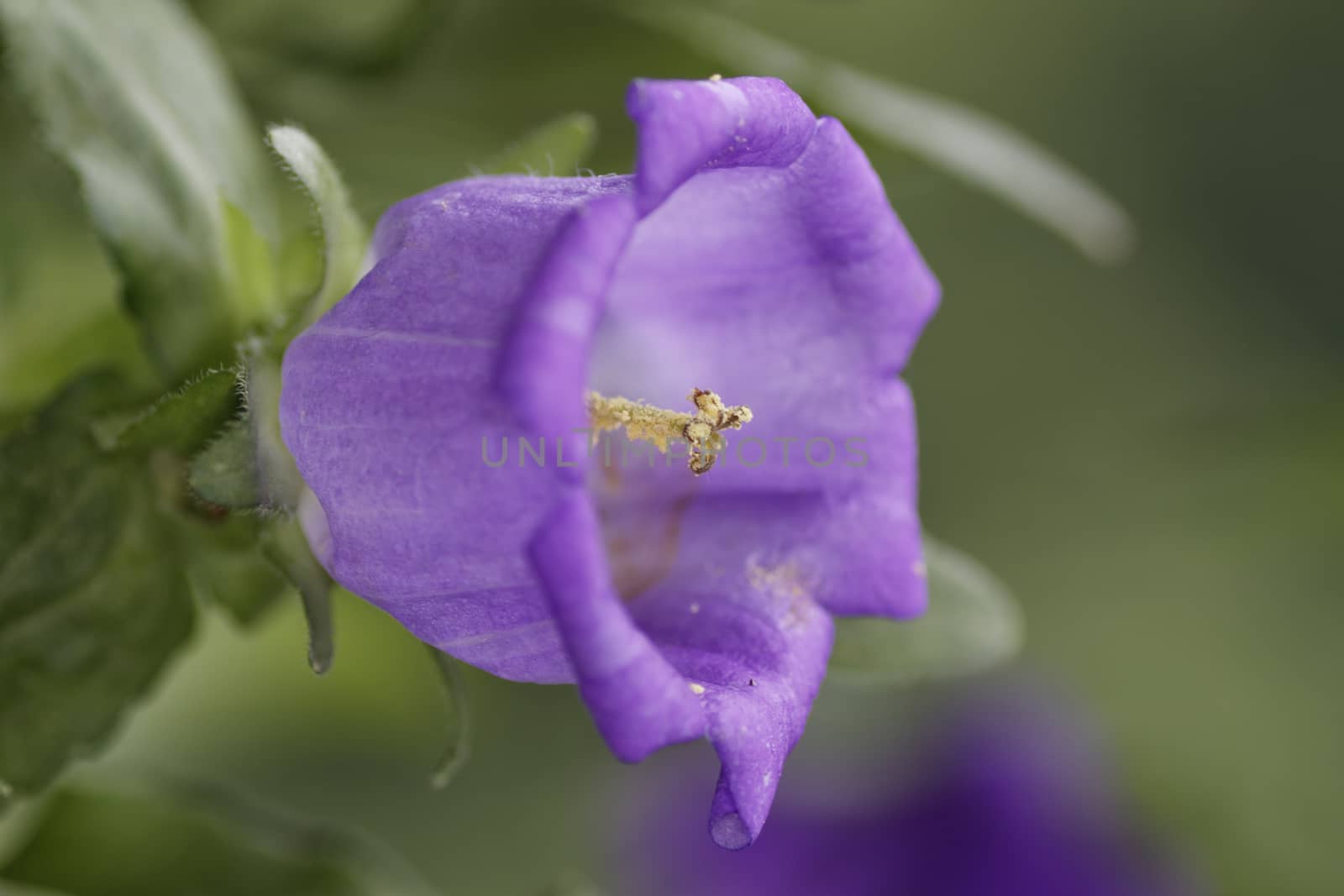 a close-up of a blue bell flower