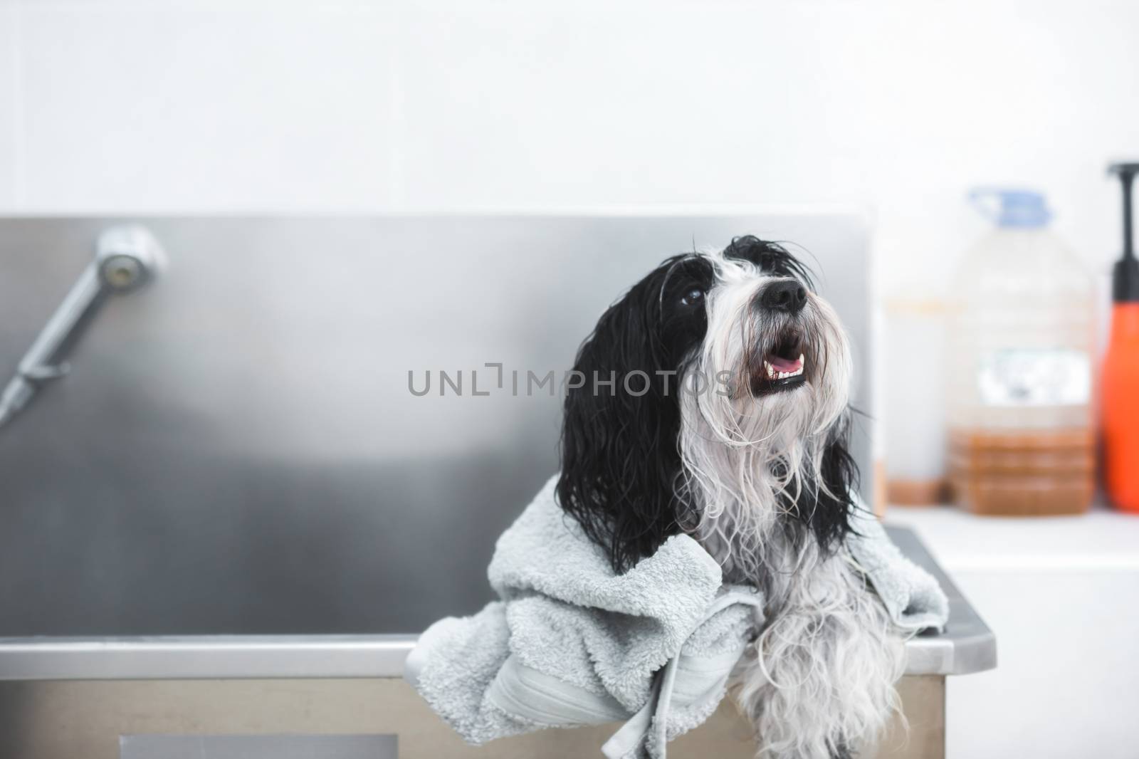 beautiful Tibetan terrier dog with soft towel after washing procedure in grooming salon, selective focus