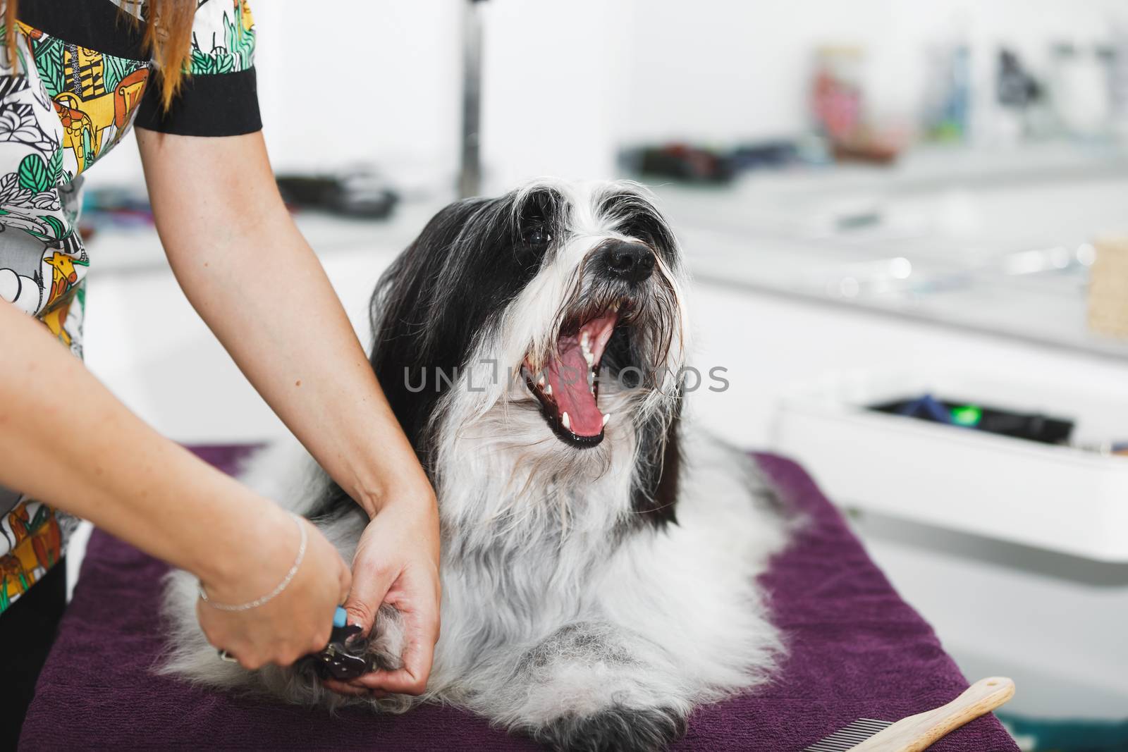 Pet groomer clipping dog nail, selective focus