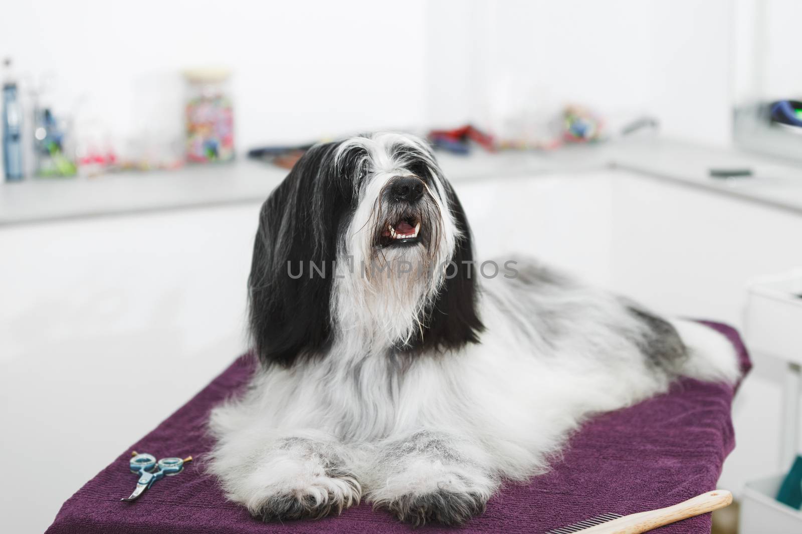 Beautiful long haired Tibetan terrier dog laying on a towel after a bath  procedure in grooming salon, selective focus by Slast20