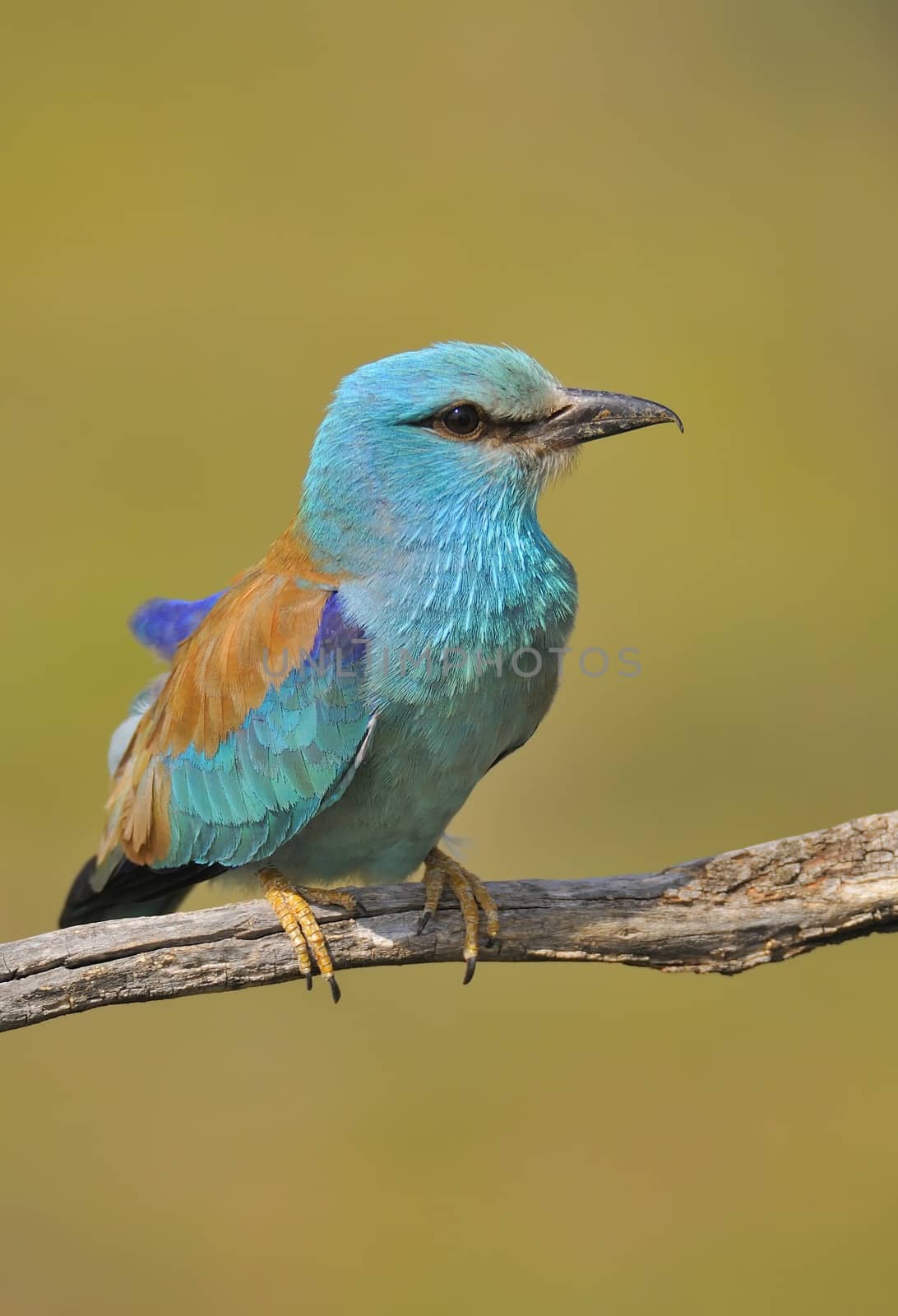 European roller perched on a branch with unfocused background.