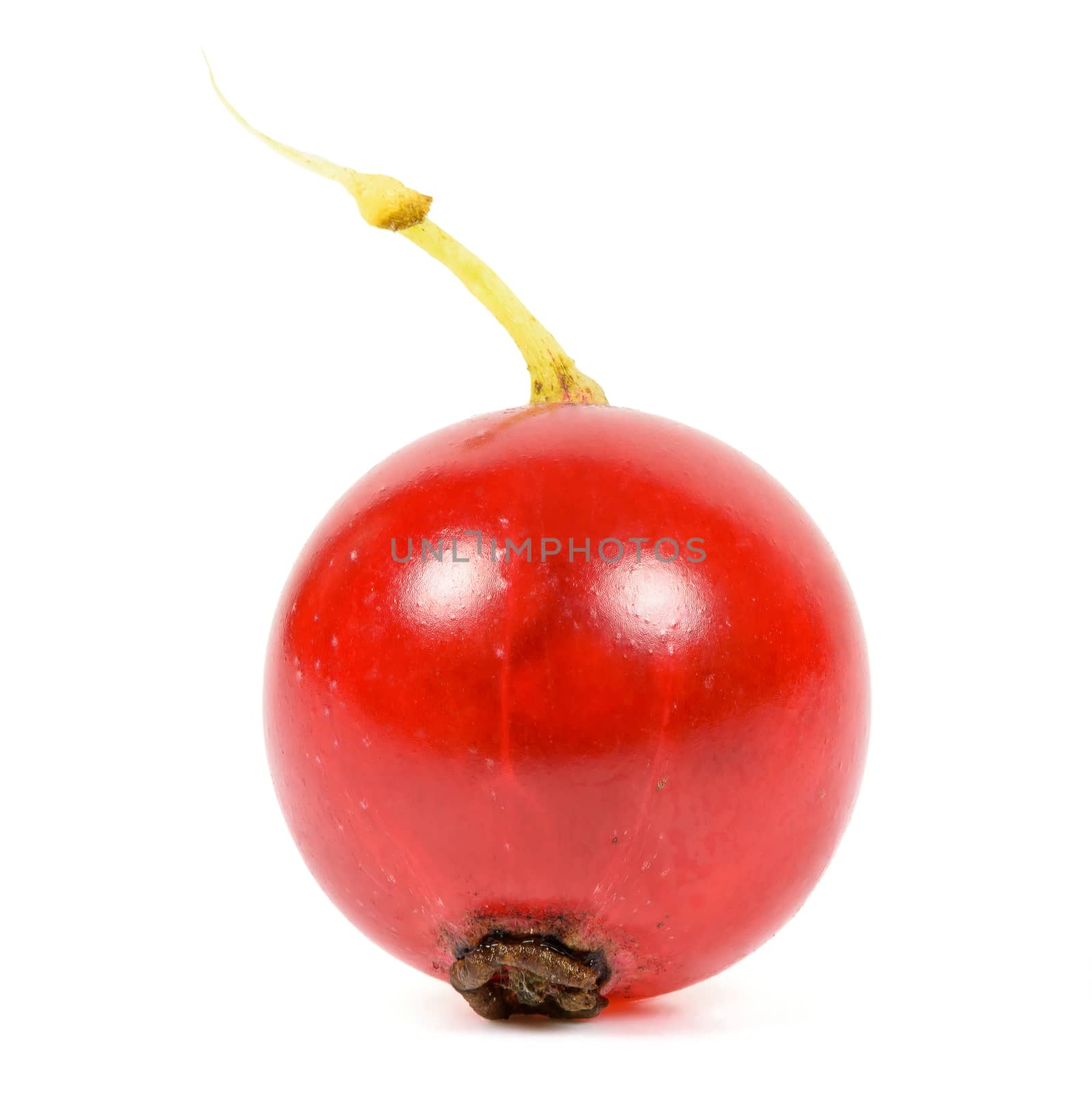 Closeup of red currant isolated on white background with clipping path
