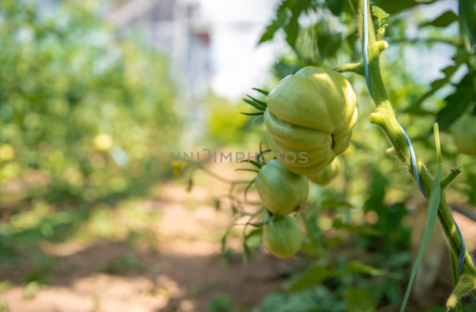 Organic green tomatoes ripen in a greenhouse. growing vegetables without chemicals, healthy food by Edophoto