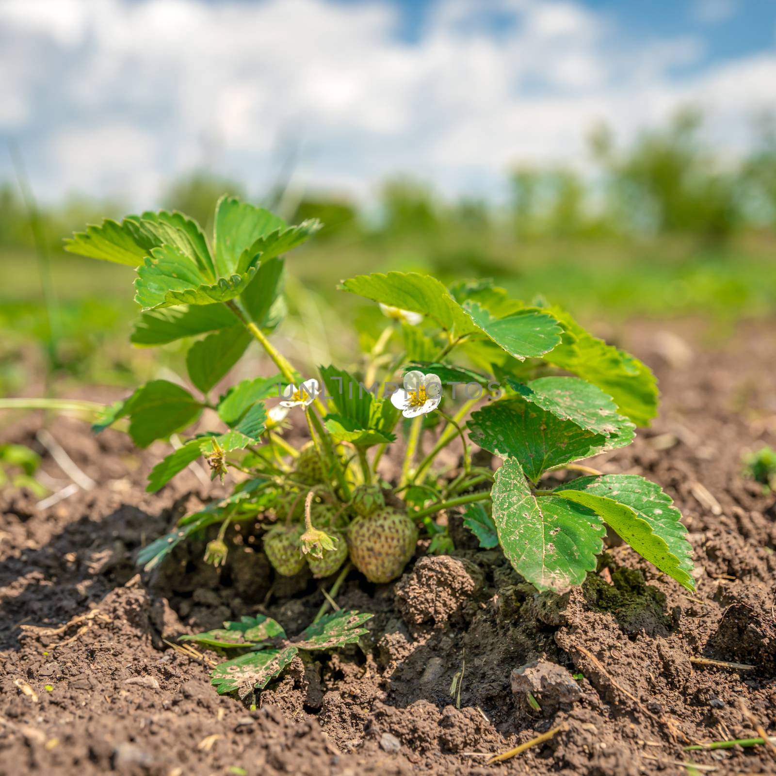 strawberries ripening in the sun in a field on an organic farm, healthy fruit without chemicals by Edophoto