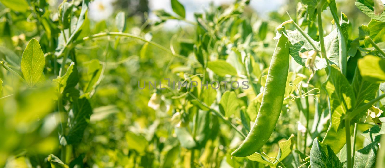 growing green sugar peas in organic quality without pesticide on the farm.