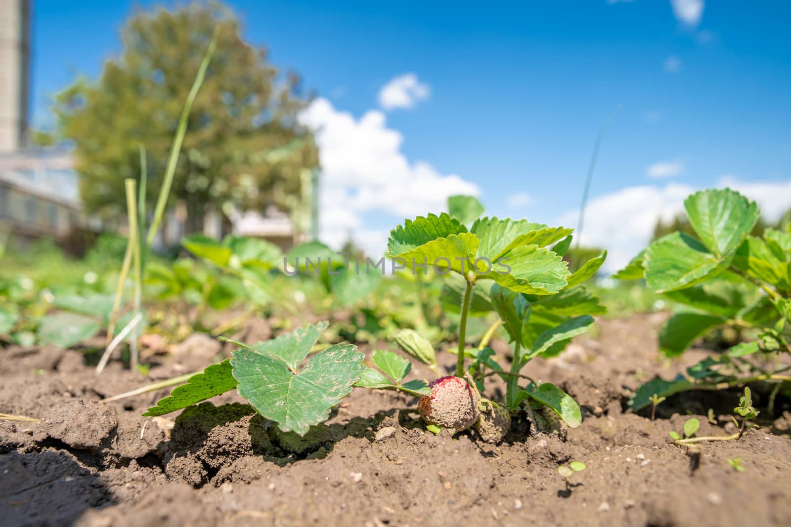 flowering strawberry plant in the field on an organic farm. copy space by Edophoto