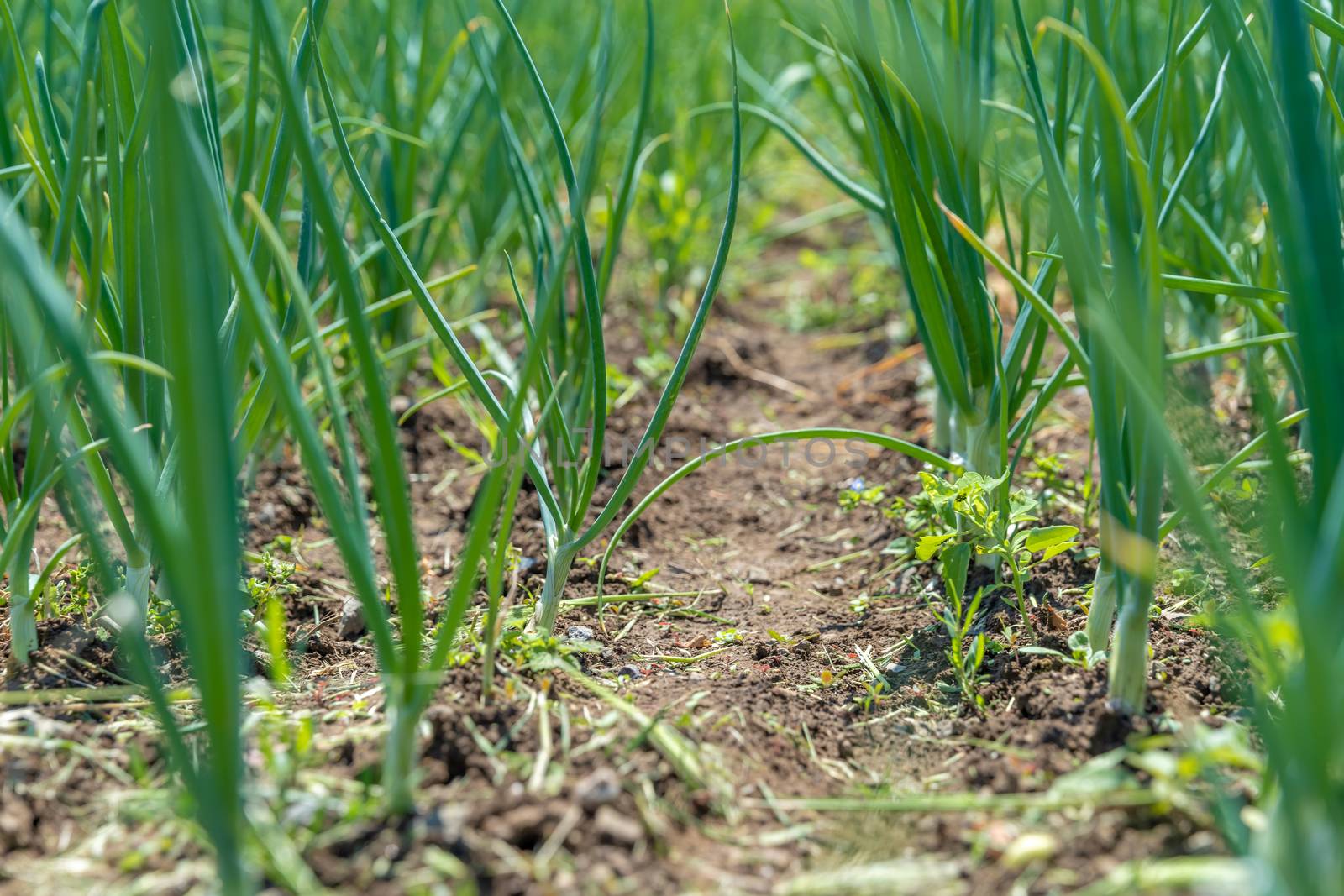 young organic green onions without chemicals on a farm in a field by Edophoto