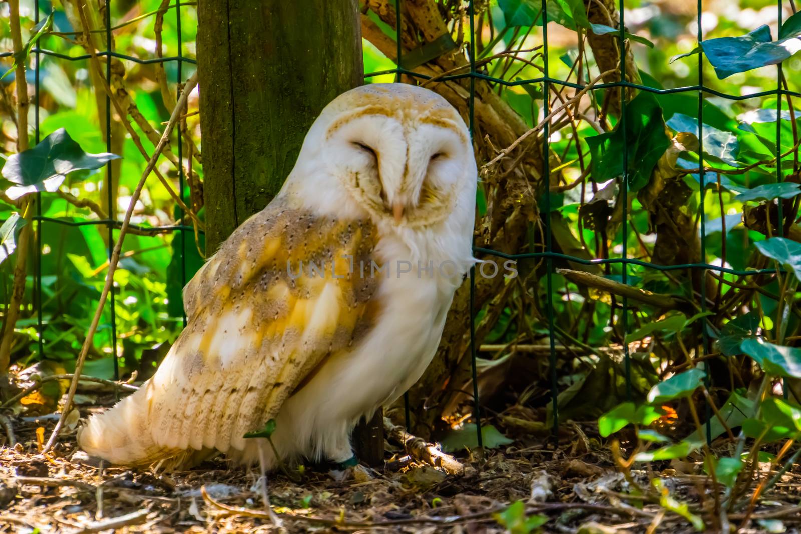 closeup portrait of a common barn owl, bird specie from the netherlands, Europe by charlottebleijenberg