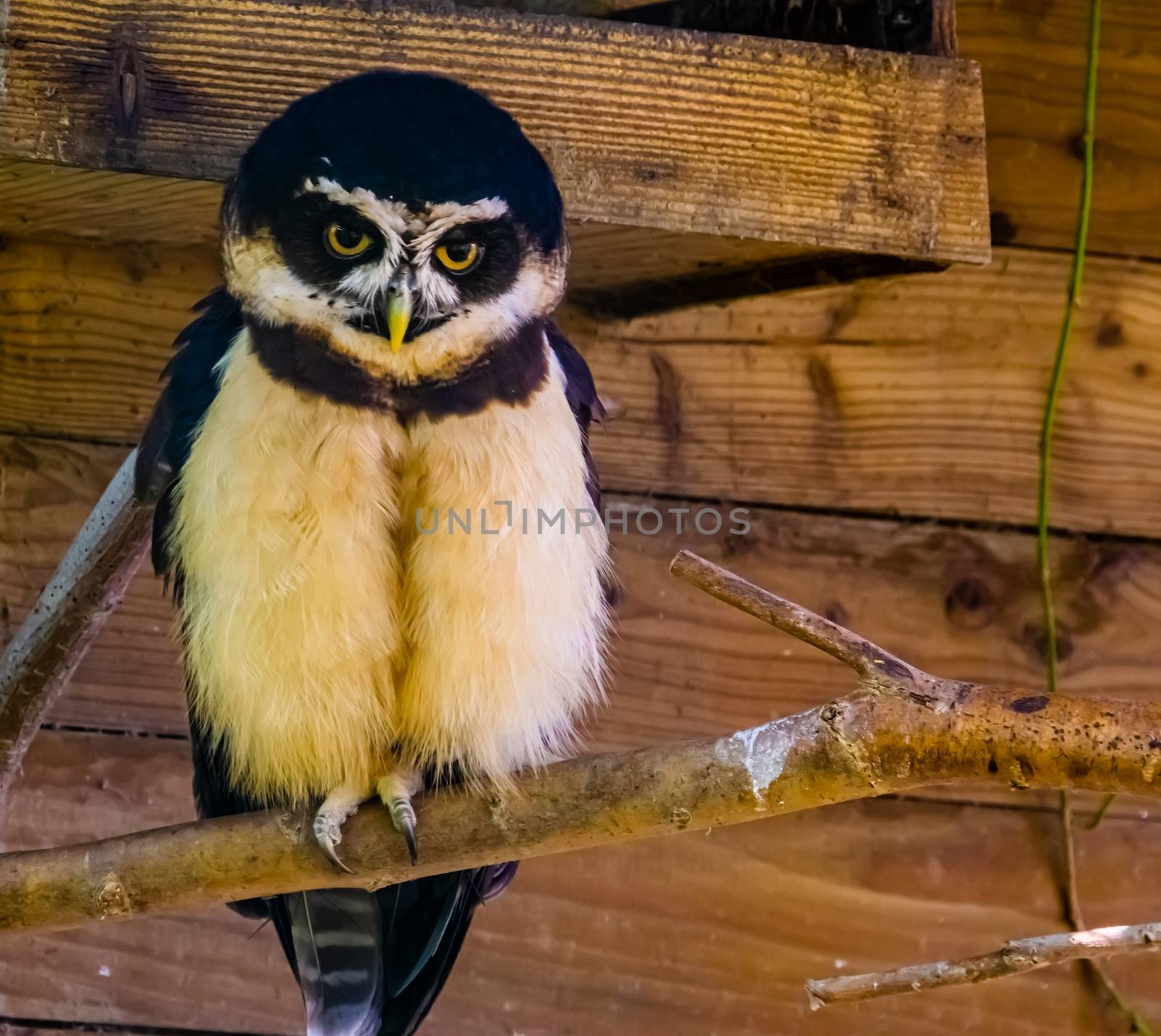closeup portrait of a brown wood owl, tropical bird specie form Asia